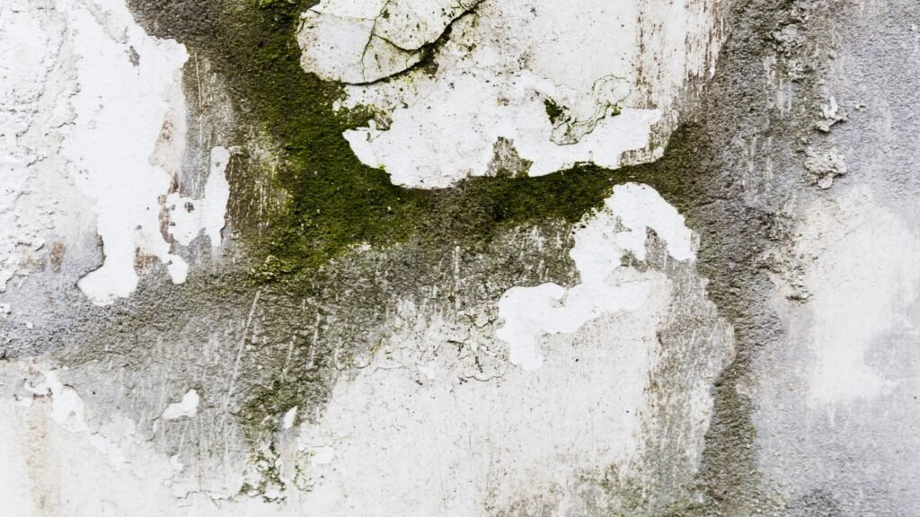 mold proof insulation