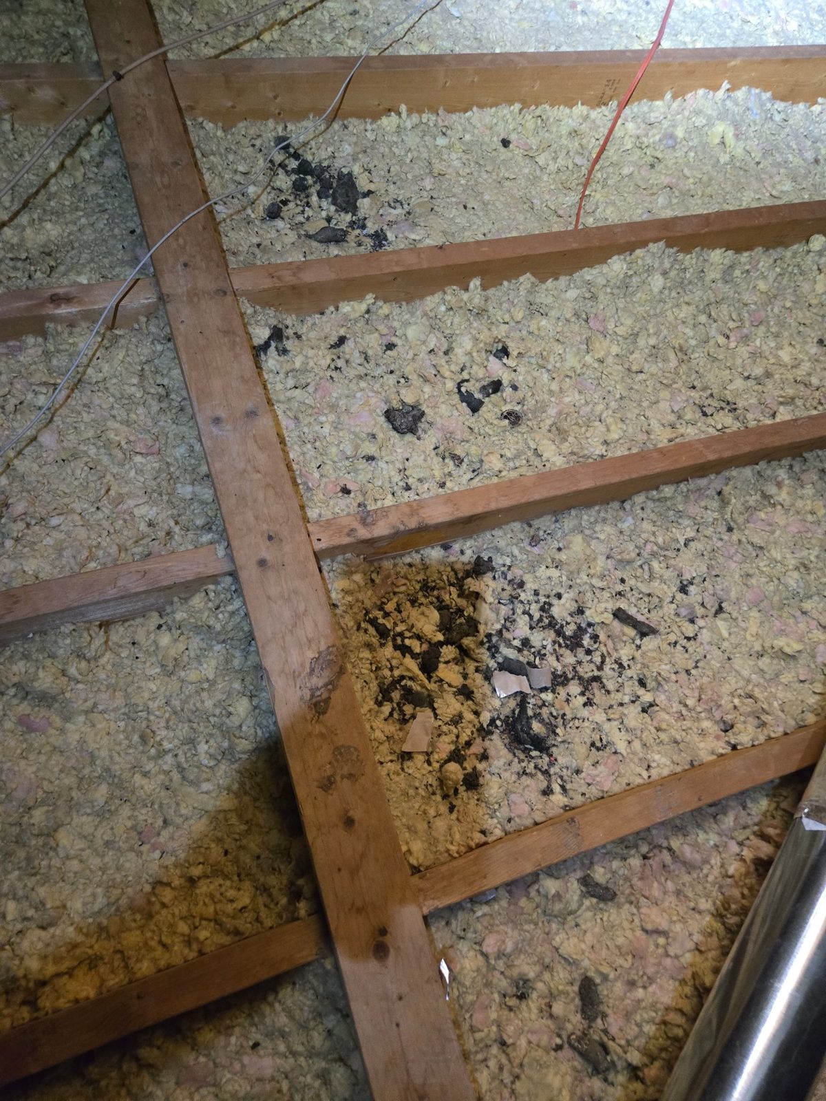 What we found: droppings scattered across multiple joist bays, with a heavily soiled patch where animals had been active repeatedly.