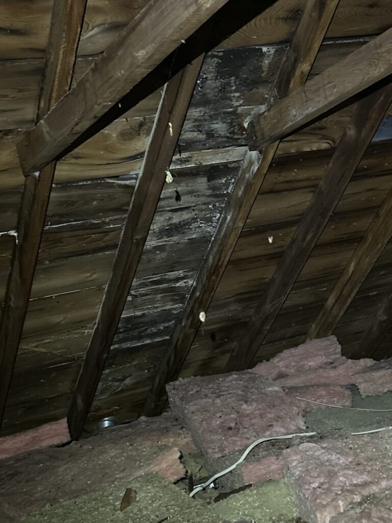 Is Mold in Your Attic Dangerous? What We Actually Find in GTA Attics