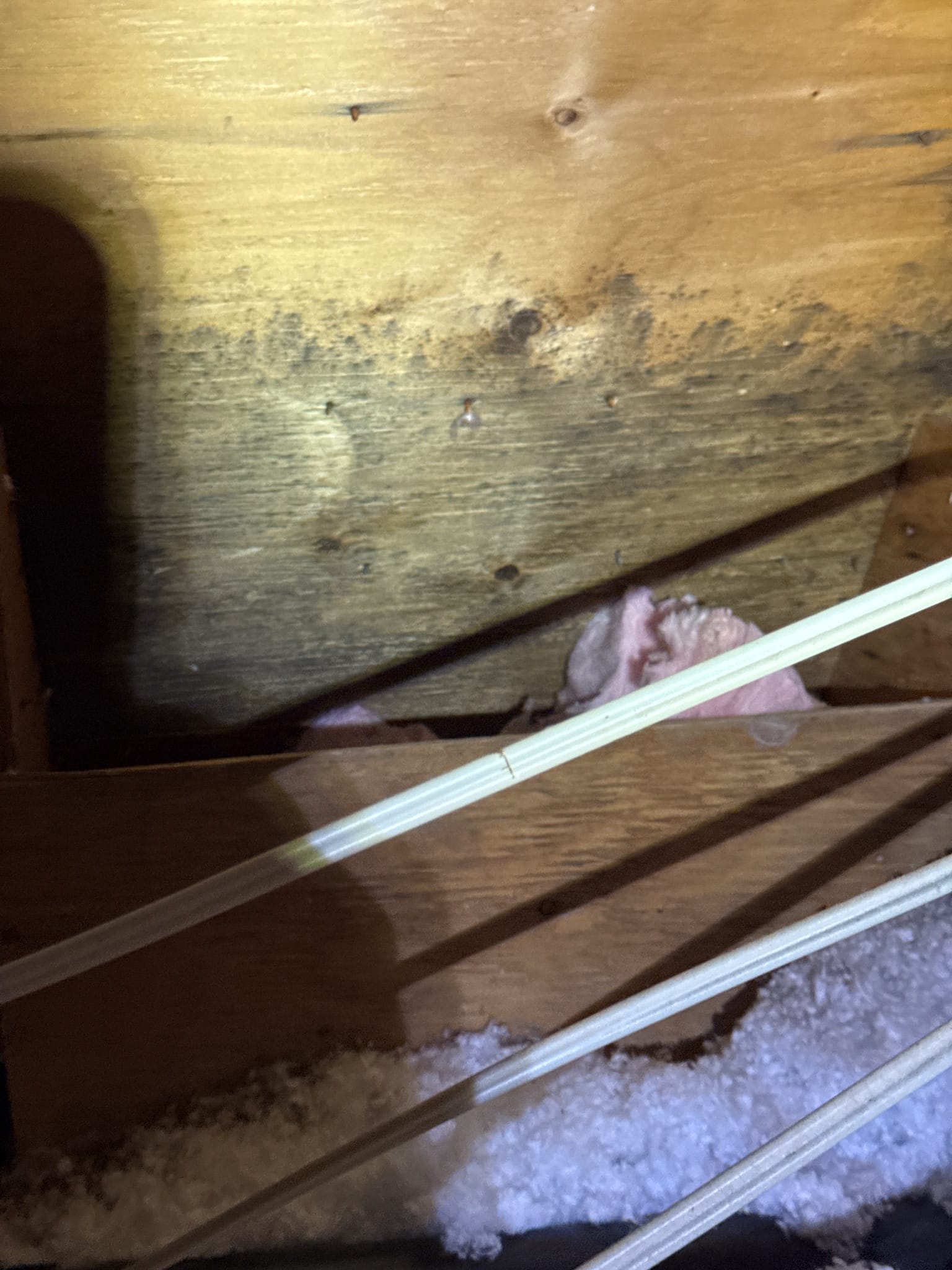 The early-stage staining on the sheathing &mdash; caught while it was still a treatment job, not a removal job.
